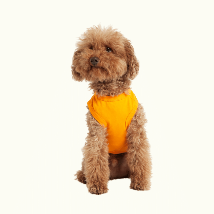 Camiseta Para Perros Imi Naranja Gentlecan
