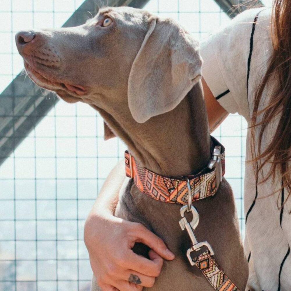 Collar Para Perros Textura Barcelona Gentlecan